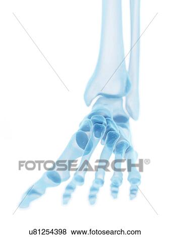 Human foot bones, artwork View Large Illustration Stock Illustration - Human foot bones, artwork. Fotosearch