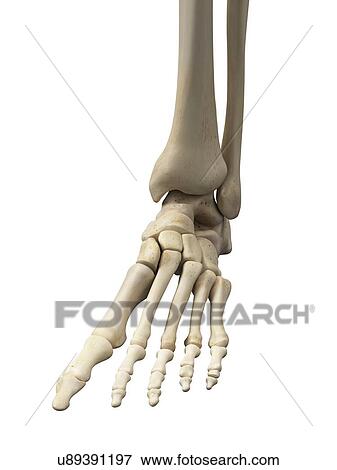 Stock Illustration - Human foot bones, artwork. Fotosearch