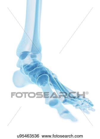 Human foot bones, artwork View Large Illustration Stock Illustration - Human foot bones, artwork. Fotosearch