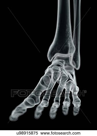 Human foot bones, artwork View Large Illustration Stock Illustration - Human foot bones, artwork. Fotosearch