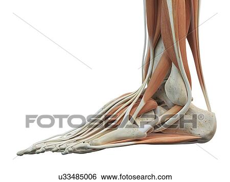 Stock Illustration - Human foot muscles, artwork. Fotosearch