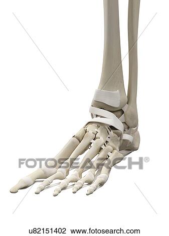 Human foot tendons, artwork View Large Illustration Drawing - Human foot tendons, artwork. Fotosearch