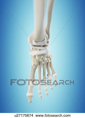 Human foot tendons, artwork View Large Illustration Stock Illustration - Human foot tendons, artwork. Fotosearch