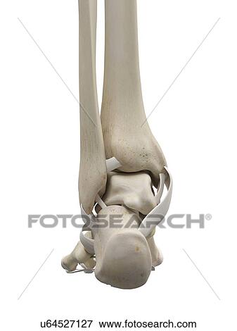 Human foot tendons, artwork View Large Illustration Stock Illustration - Human foot tendons, artwork. Fotosearch