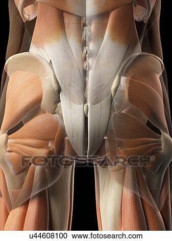 Human gluteal muscles, artwork View Large Illustration Clipart - Human gluteal muscles, artwork. Fotosearch