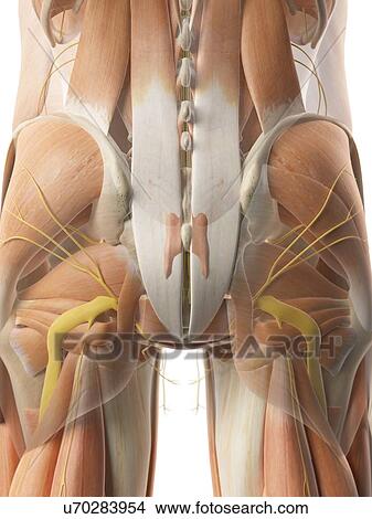 Human gluteal muscles, artwork View Large Illustration Stock Illustration - Human gluteal muscles, artwork. Fotosearch
