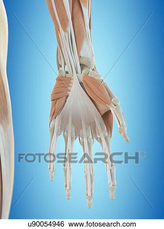 Human hand anatomy, artwork View Large Illustration Stock Illustration - Human hand anatomy, artwork. Fotosearch
