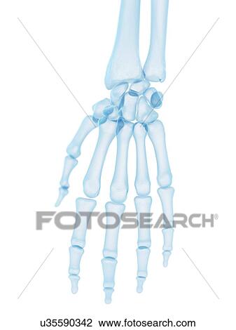 Human hand bones, artwork View Large Illustration Drawing - Human hand bones, artwork. Fotosearch