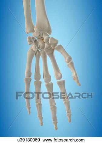 Human hand bones, artwork View Large Illustration Stock Illustration - Human hand bones, artwork. Fotosearch