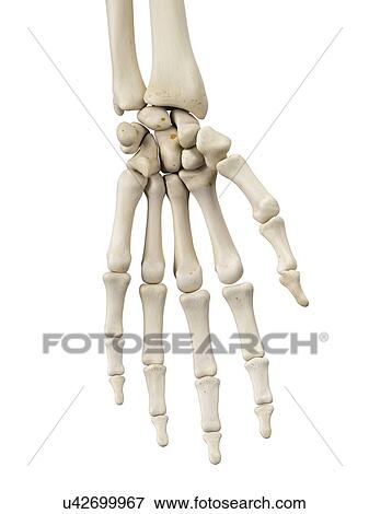 Stock Illustration - Human hand bones, artwork. Fotosearch