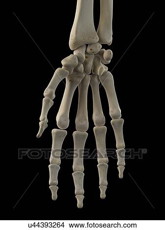 Human hand bones, artwork View Large Illustration Stock Illustration - Human hand bones, artwork. Fotosearch