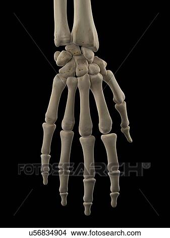 Human hand bones, artwork View Large Illustration Stock Illustration - Human hand bones, artwork. Fotosearch