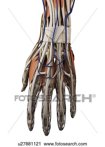 Human hand muscles, artwork View Large Illustration Clip Art - Human hand muscles, artwork. Fotosearch
