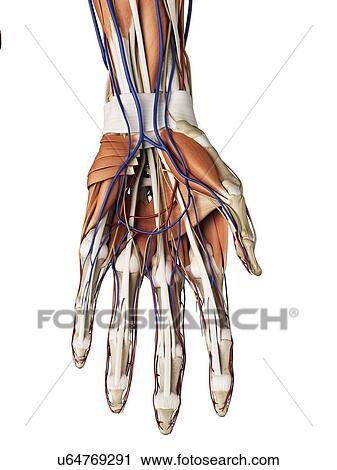 Human hand muscles, artwork View Large Illustration Clip Art - Human hand muscles, artwork. Fotosearch