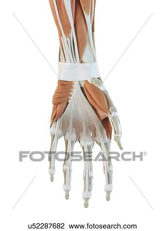 Drawing - Human hand muscles, artwork. Fotosearch