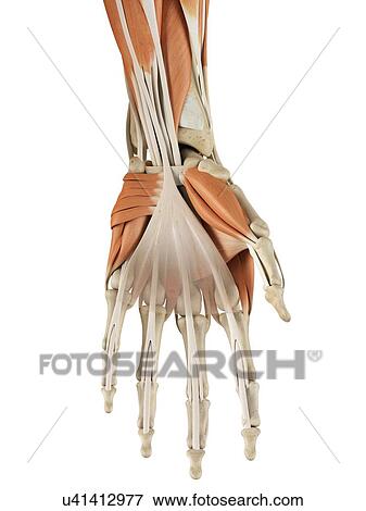 Human hand muscles, artwork View Large Illustration Stock Illustration - Human hand muscles, artwork. Fotosearch