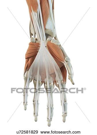 Stock Illustration - Human hand muscles, artwork. Fotosearch