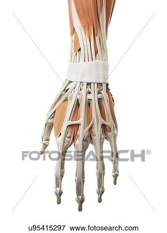 Human hand muscles, artwork View Large Illustration Stock Illustration - Human hand muscles, artwork. Fotosearch