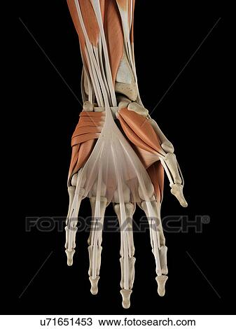 Drawing - Human hand, muscles. Fotosearch