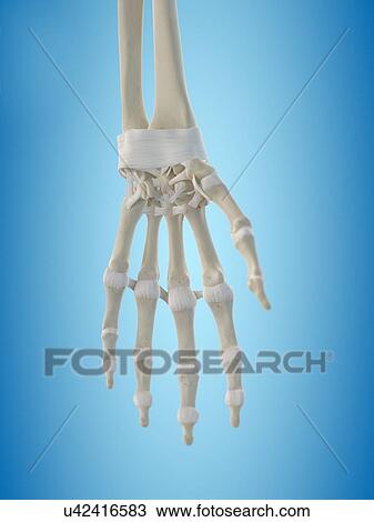 Human hand tendons, artwork View Large Illustration Drawing - Human hand tendons, artwork. Fotosearch