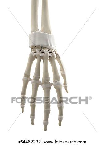 Human hand tendons, artwork View Large Illustration Drawing - Human hand tendons, artwork. Fotosearch