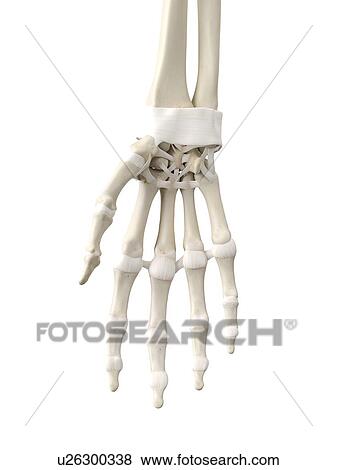 Human hand tendons, artwork View Large Illustration Stock Illustration - Human hand tendons, artwork. Fotosearch