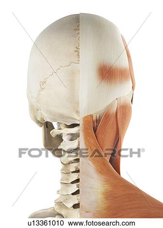 Human head and neck muscles, artwork View Large Illustration Clipart - Human head and neck muscles, artwork. Fotosearch