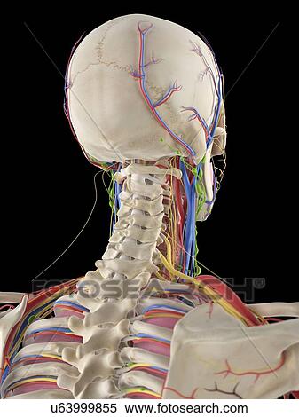 Stock Illustration - Human head and spine, artwork. Fotosearch