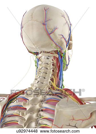 Human head and spine, artwork View Large Illustration Stock Illustration - Human head and spine, artwork. Fotosearch