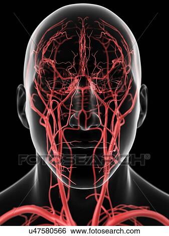 Human head arteries, artwork View Large Illustration Stock Illustration - Human head arteries, artwork. Fotosearch