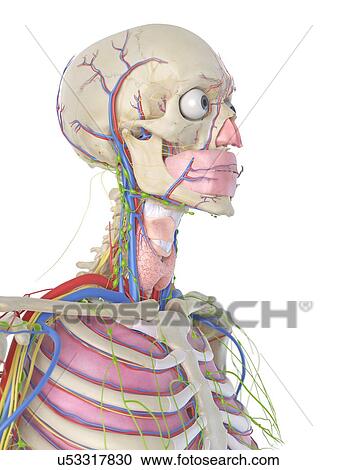 Human head, artwork View Large Illustration Clipart - Human head, artwork. Fotosearch