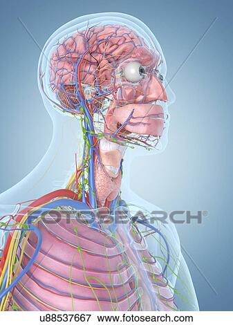 Human head, artwork View Large Illustration Stock Illustration - Human head, artwork. Fotosearch