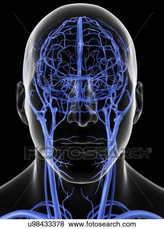 Human head veins, artwork View Large Illustration Stock Illustration - Human head veins, artwork. Fotosearch