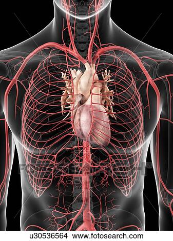 Stock Illustration - Human heart and arteries, artwork. Fotosearch
