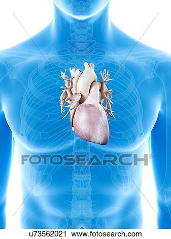 Clip Art - Human heart, artwork. Fotosearch