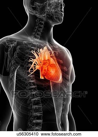 Human heart, artwork View Large Illustration Clipart - Human heart, artwork. Fotosearch