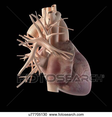 Human heart, artwork View Large Illustration Clipart - Human heart, artwork. Fotosearch