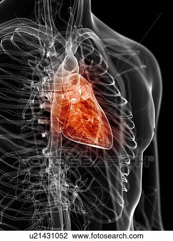 Drawing - Human heart, artwork. Fotosearch