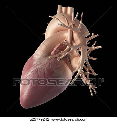 Drawing - Human heart, artwork. Fotosearch
