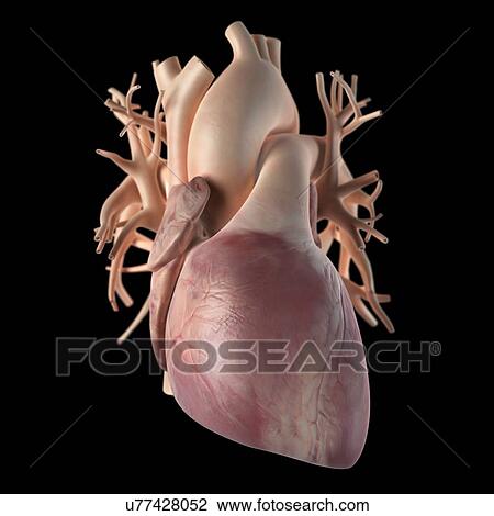 Drawing - Human heart, artwork. Fotosearch
