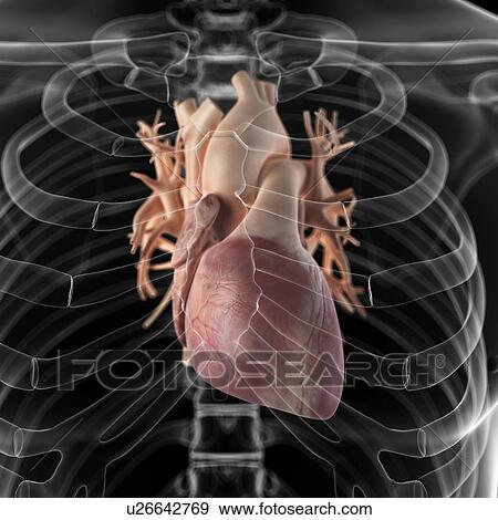 Human heart, artwork View Large Illustration Stock Illustration - Human heart, artwork. Fotosearch