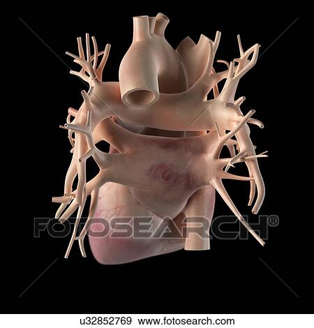 Human heart, artwork View Large Illustration Stock Illustration - Human heart, artwork. Fotosearch