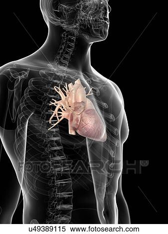 Stock Illustration - Human heart, artwork. Fotosearch