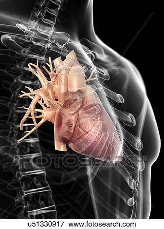Human heart, artwork View Large Illustration Stock Illustration - Human heart, artwork. Fotosearch