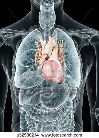 Human heart, artwork View Large Illustration Stock Illustration - Human heart, artwork. Fotosearch