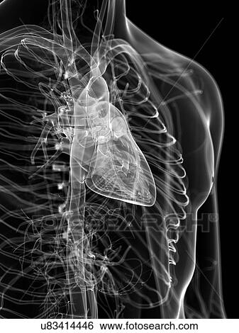 Stock Illustration - Human heart, artwork. Fotosearch