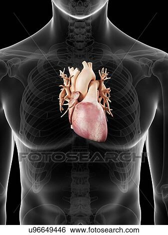 Human heart, artwork View Large Illustration Stock Illustration - Human heart, artwork. Fotosearch
