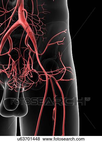 Human hip arteries, artwork View Large Illustration Stock Illustration - Human hip arteries, artwork. Fotosearch