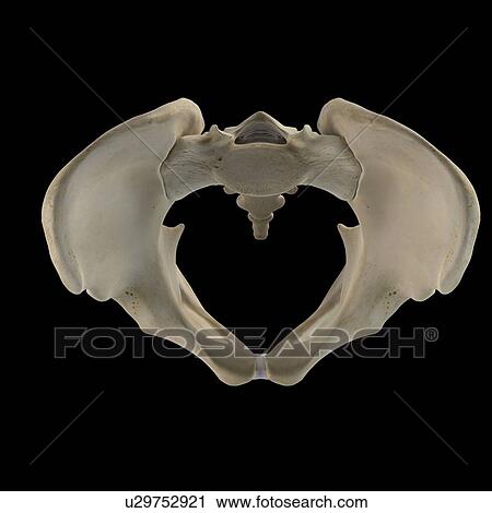 Clip Art - Human hip bone, artwork. Fotosearch