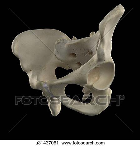 Clip Art - Human hip bone, artwork. Fotosearch